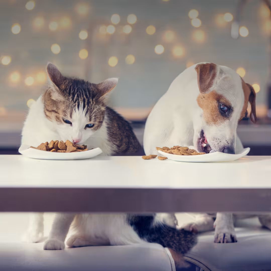 Comedero a la altura ideal