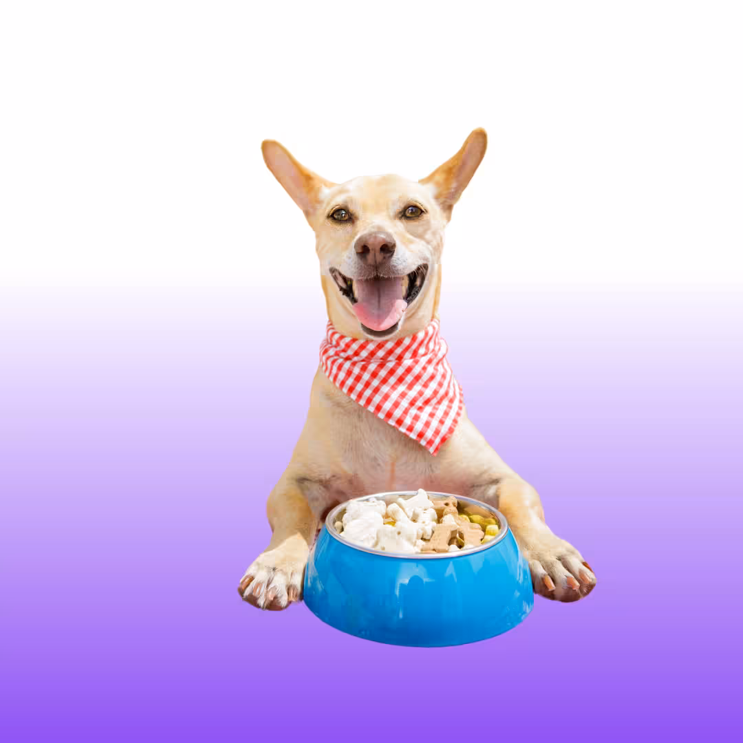 Comederos para mascotas